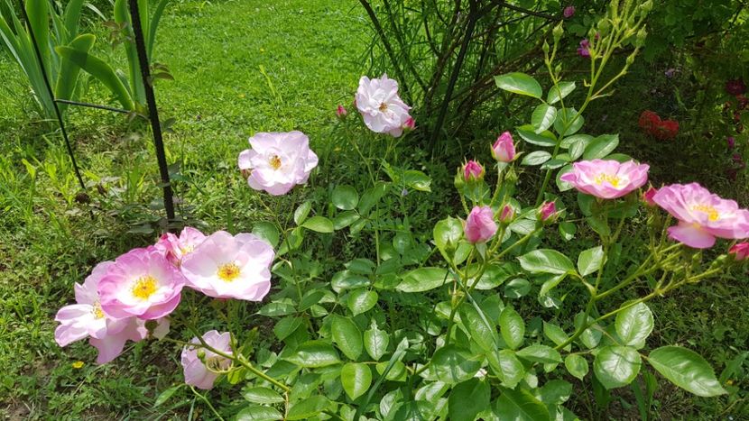 Escapade - 2019 Iunie Idilic Garden
