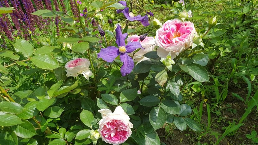  - 2019 Iunie Idilic Garden