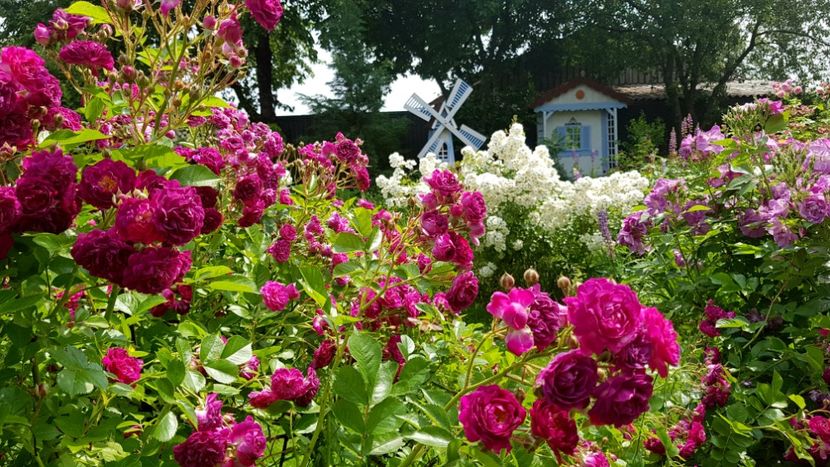 Blue Magenta - 2019 Iunie Idilic Garden