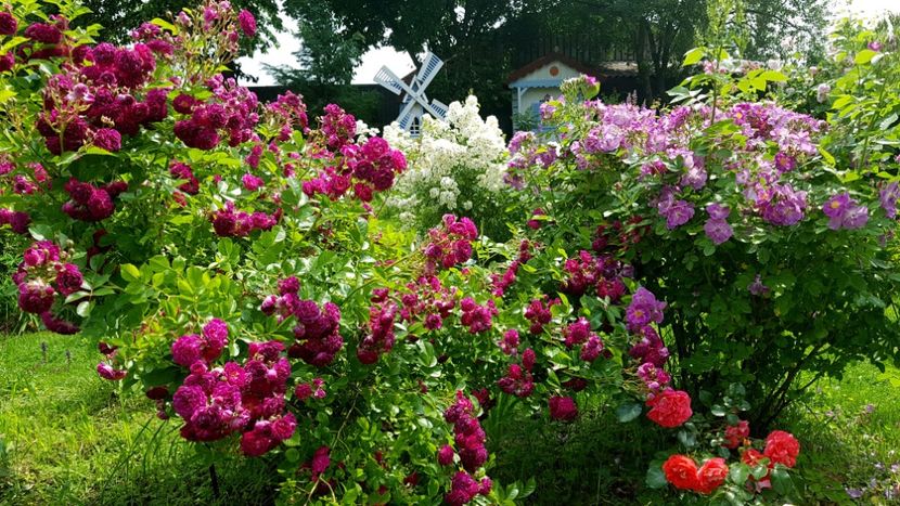  - 2019 Iunie Idilic Garden