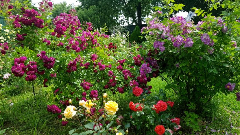  - 2019 Iunie Idilic Garden