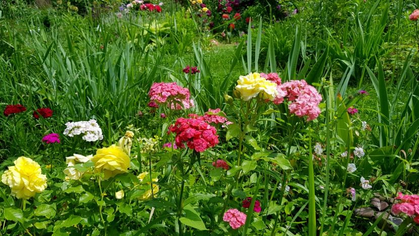  - 2019 Iunie Idilic Garden