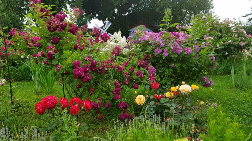 Dr Massad, Rose de Gerberoy si Summersong - 2019 Iunie Idilic Garden