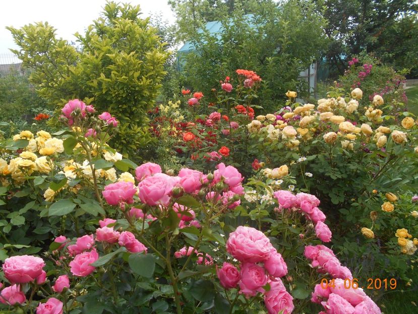  - 2Trandafiri 2019