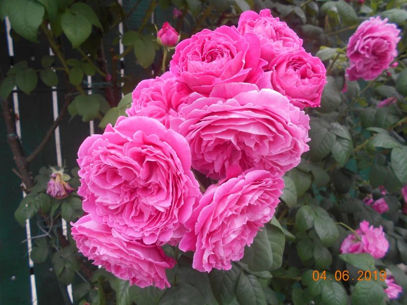  - Madame Isaac Pereire