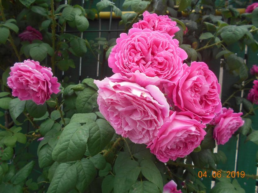  - Madame Isaac Pereire