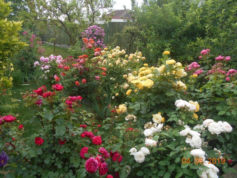  - 2Trandafiri 2019