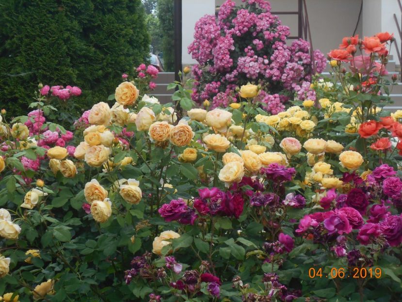  - 2Trandafiri 2019