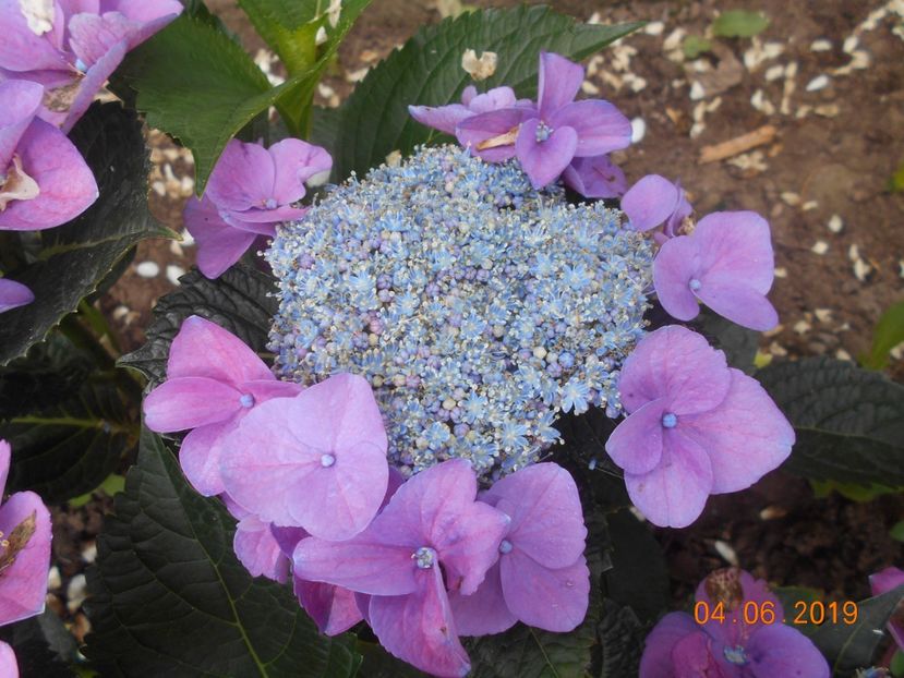  - 2Azalee-rhododendroni-hortensii-hoste 2019