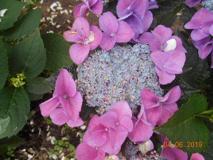  - 2Azalee-rhododendroni-hortensii-hoste 2019