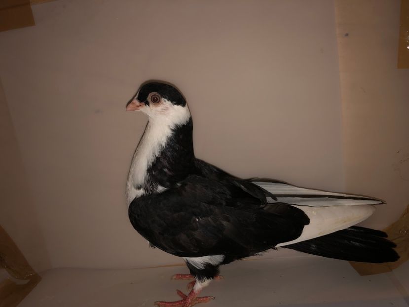 6876  mascul  2019_1 - tineret 2019