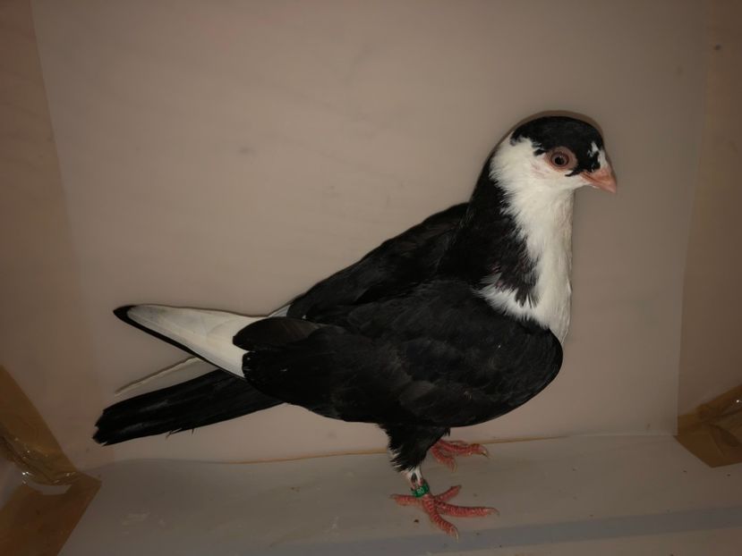 6876  mascul  2019_2 - tineret 2019