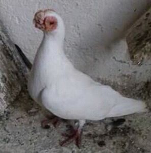 Diosig Bihor. - B E R B E R I  ---    BARBS  PIGEONS