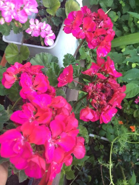 AEC7ABF7-2DAC-484E-A9D3-17DDFA4B8695 - 2019