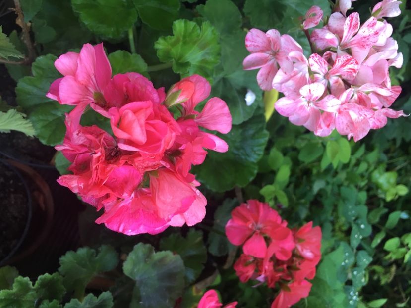 94952A68-1D8A-4671-B979-5F32D4A328C4 - 2019