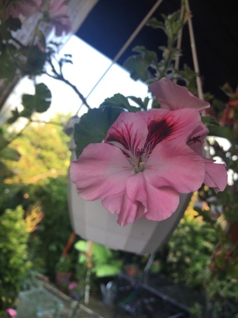 C752AB72-ECF7-49FE-9BDD-E7D7B4E2667F - 2019