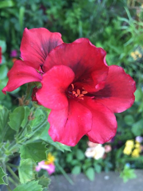 EF69F6A7-62AF-4EBA-A496-BD745CF66A54 - 2019