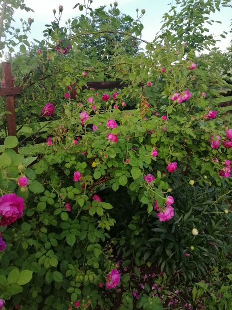  - Bourbon Great Western