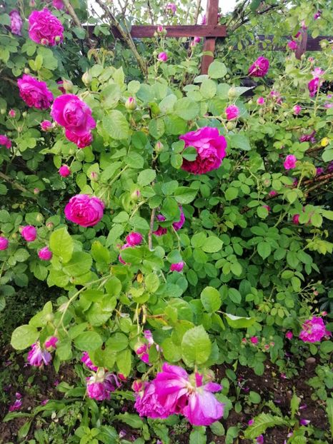  - Bourbon Great Western