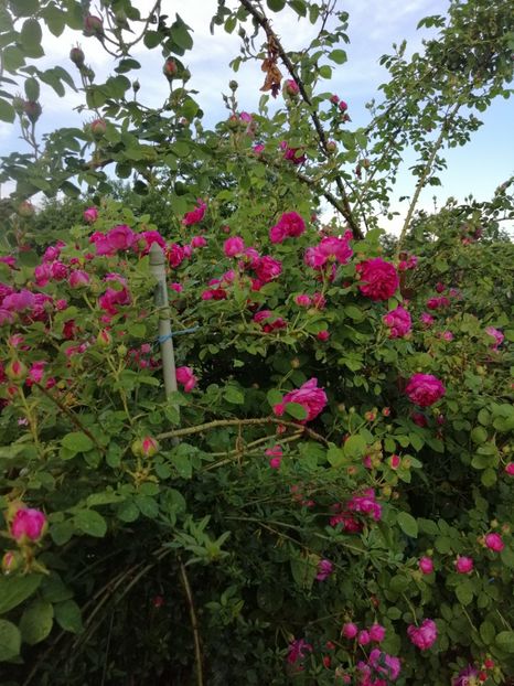  - Bourbon Great Western