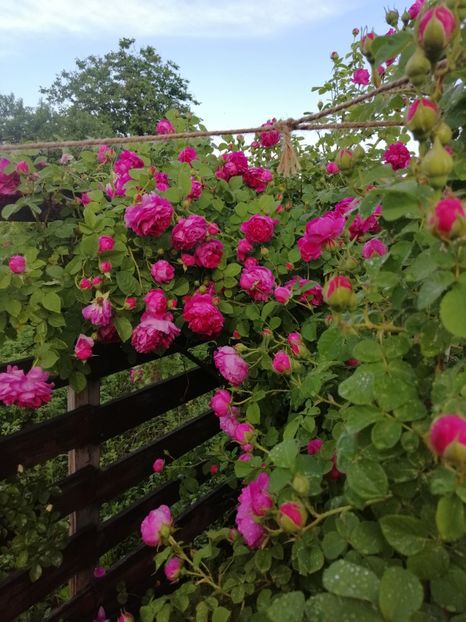  - Bourbon Great Western