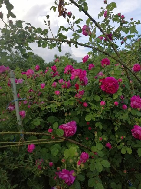  - Bourbon Great Western