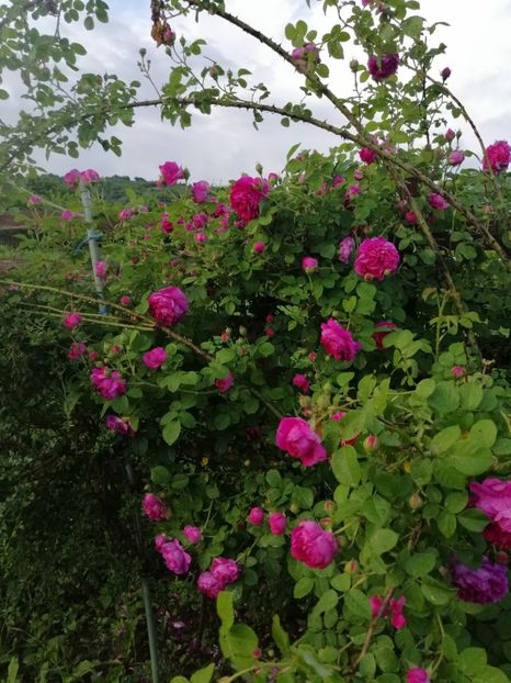  - Bourbon Great Western