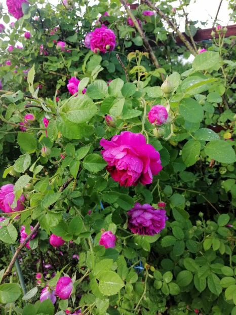  - Bourbon Great Western