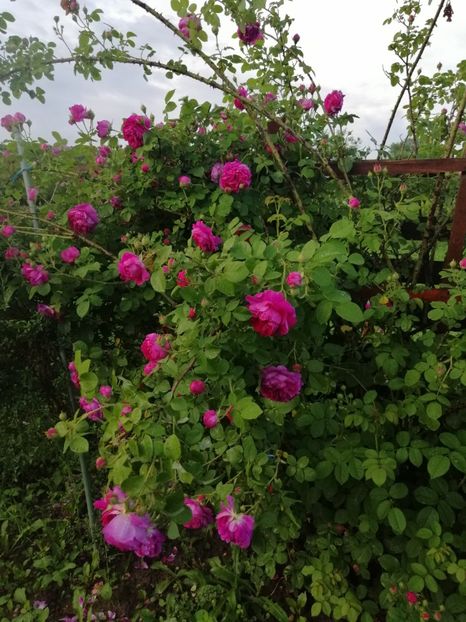  - Bourbon Great Western