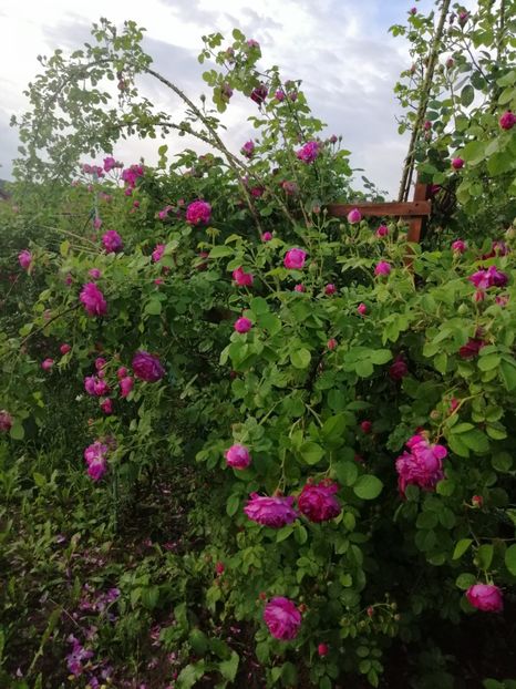  - Bourbon Great Western