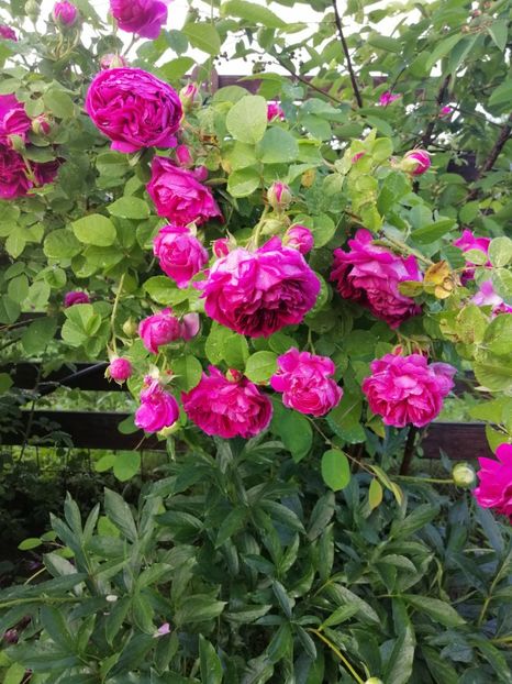  - Bourbon Great Western