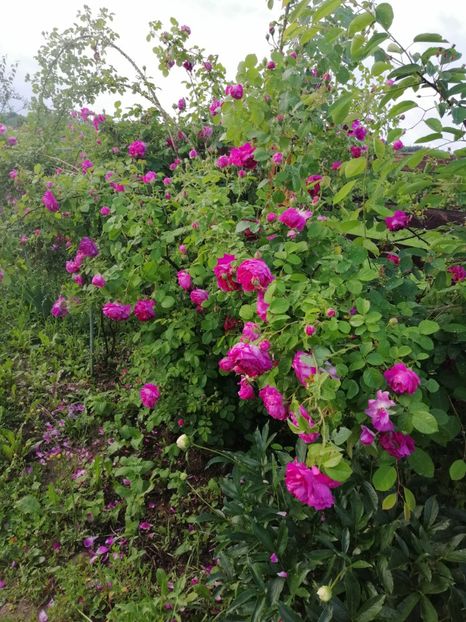  - Bourbon Great Western