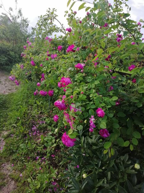  - Bourbon Great Western