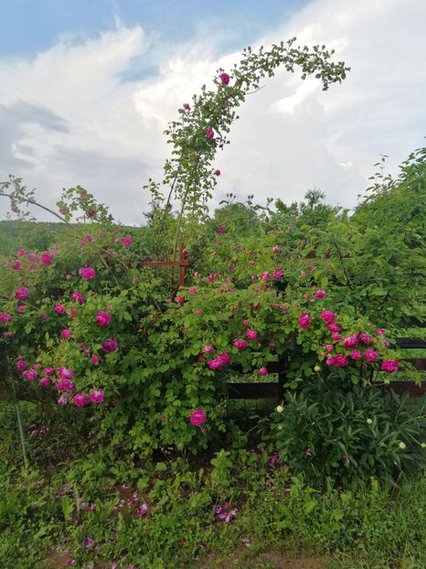  - Bourbon Great Western