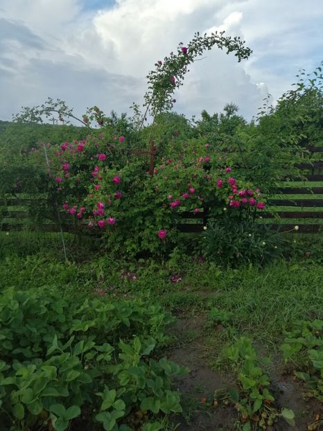  - Bourbon Great Western