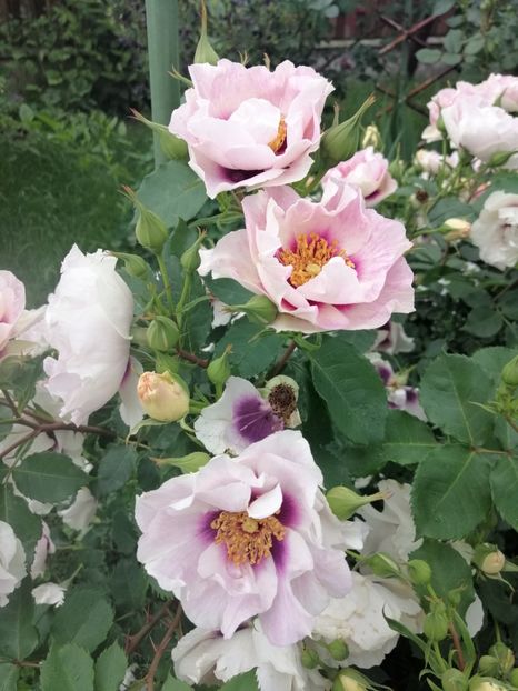  - Warner eyes for you