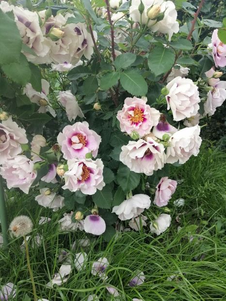  - Warner eyes for you