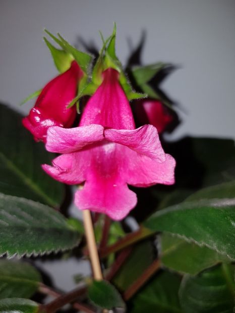  - GLOXINIA 2019