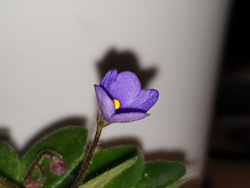  - Violete