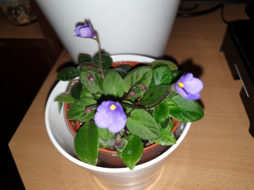  - Violete