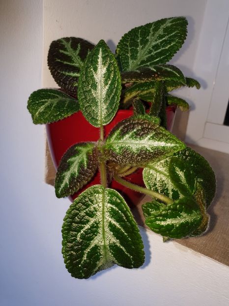  - Episcia