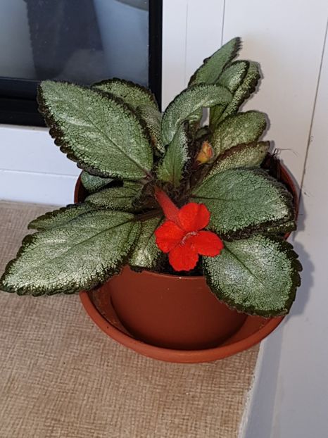  - Episcia