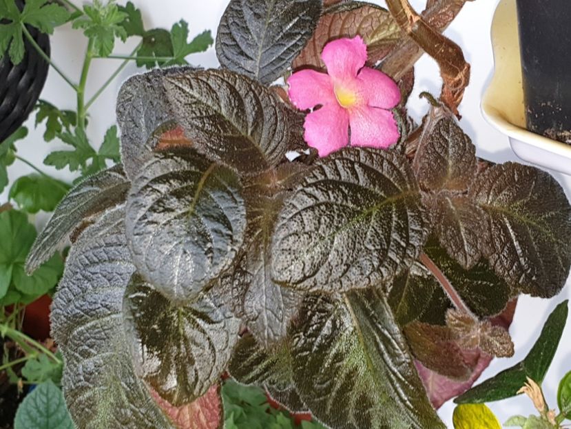  - Episcia
