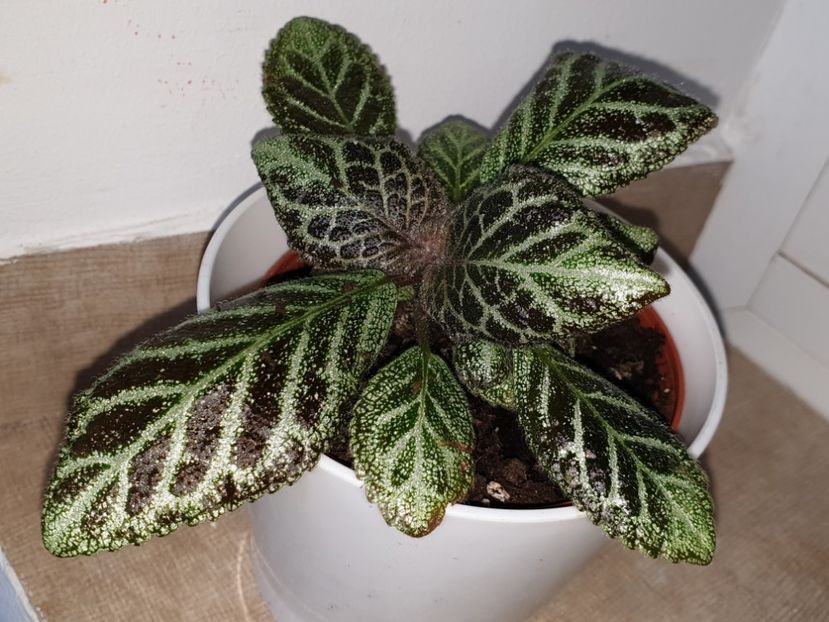  - Episcia
