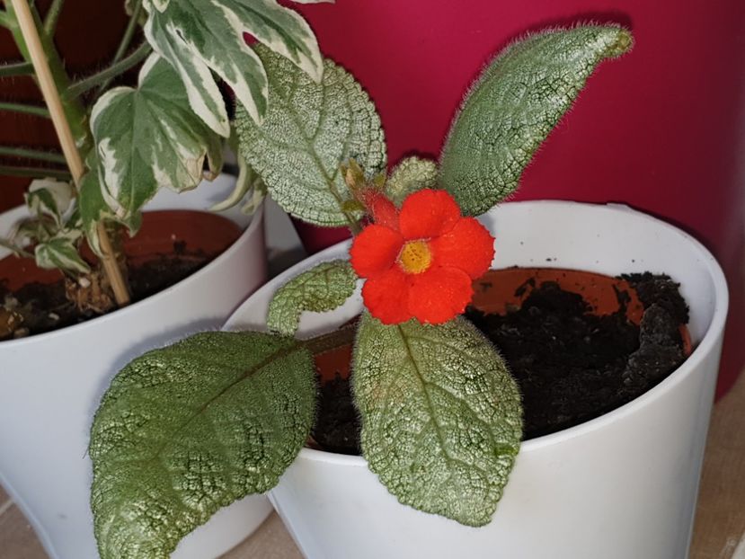  - Episcia