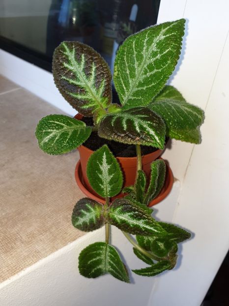  - Episcia