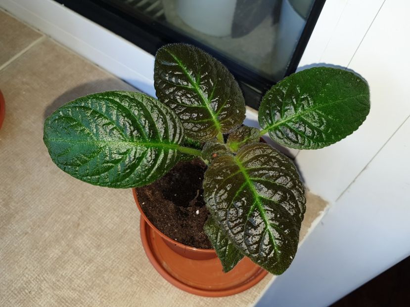  - Episcia