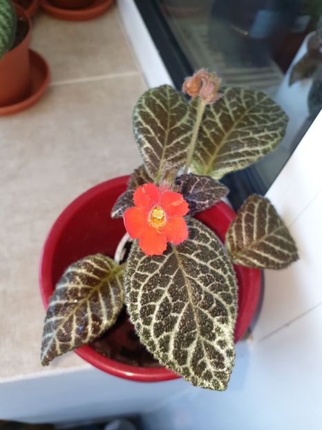  - Episcia