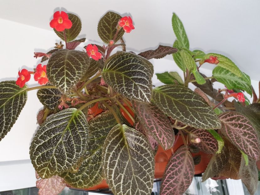  - Episcia