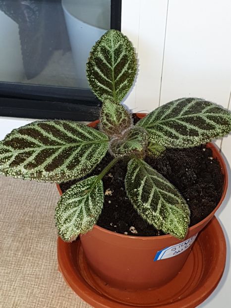  - Episcia